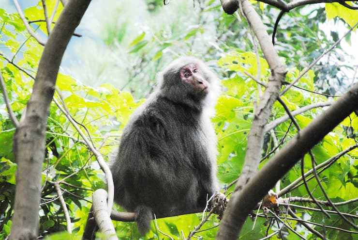 ヤクサル2　提供：鹿児島県観光連盟