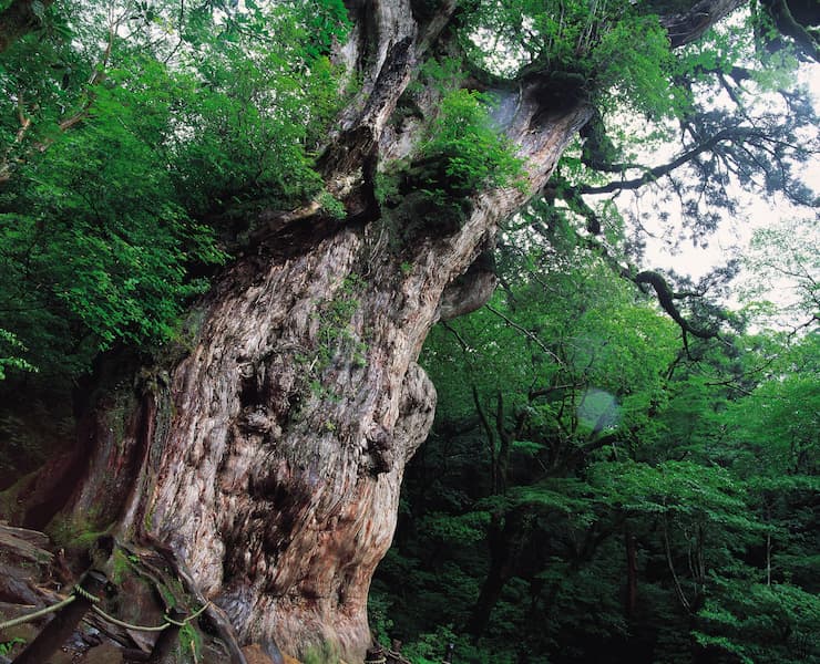 縄文杉　提供：鹿児島県観光連盟