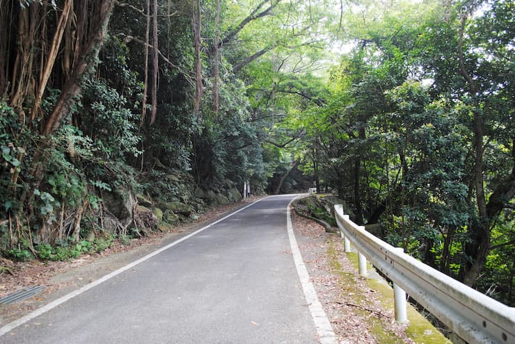 屋久島 西部林道　提供：鹿児島県観光連盟