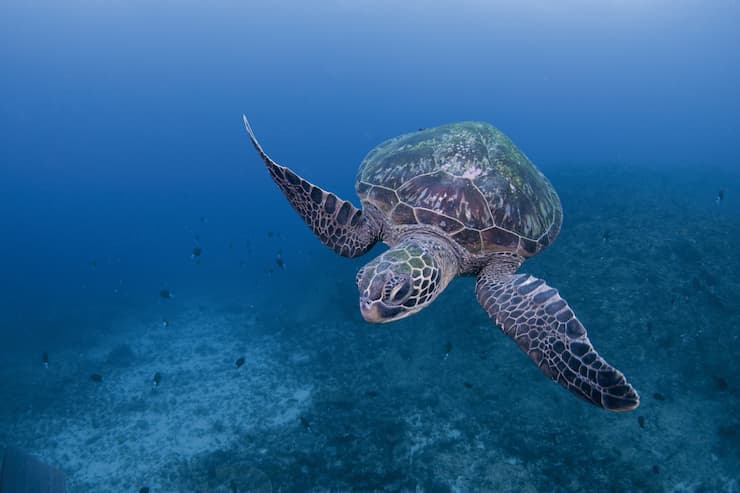 屋久島のウミガメ