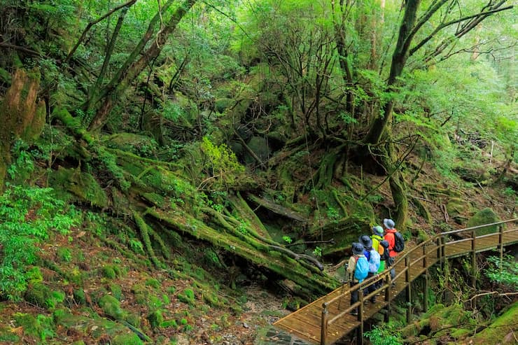 ヤクスギランド　©oramido-Yakushima