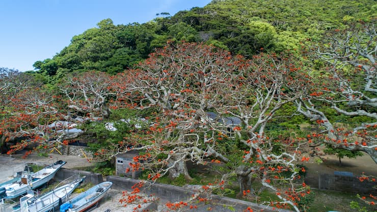 加計呂麻島　諸鈍のデイゴ並木