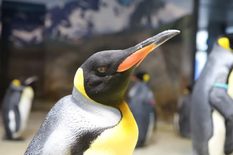長崎ペンギン水族館_キングペンギン