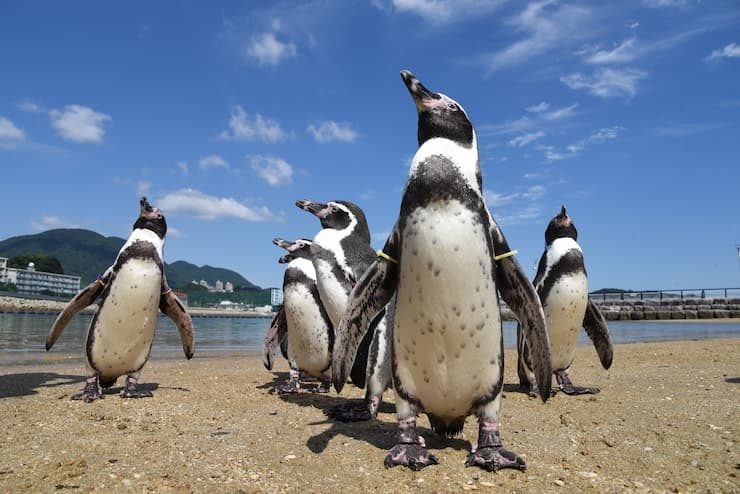 長崎ペンギン水族館_ふれあいペンギンビーチ