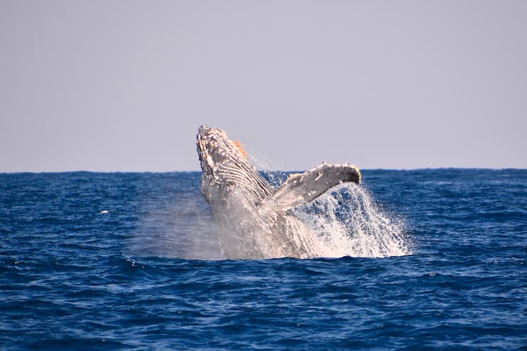 ザトウクジラのジャンプは迫力満点！