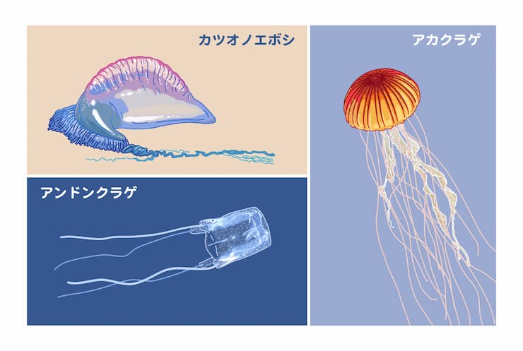 沖縄の海の危険生物