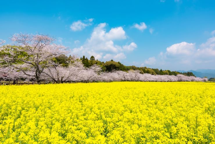 春の西都原古墳群