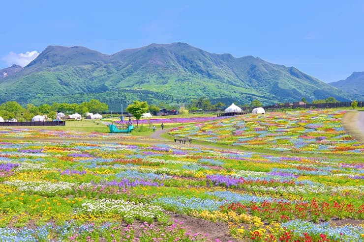 くじゅう花公園_春彩の畑2023