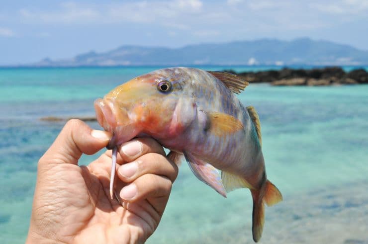 沖縄釣り