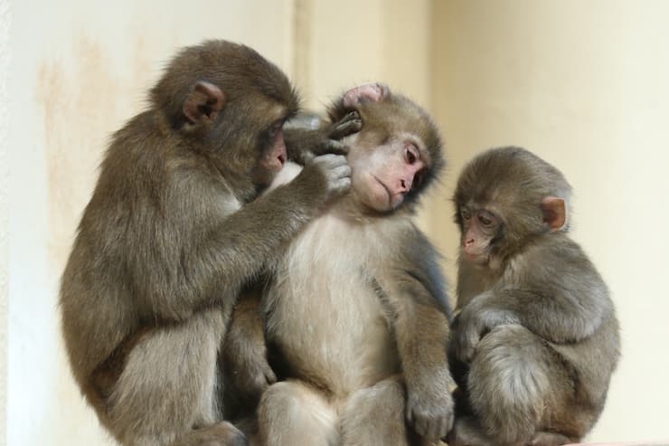 気持ちよさそうに毛づくろいをし合う子ザルたち　提供：高崎山自然動物園