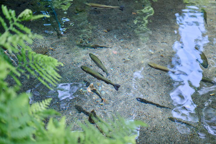 そうめん流し_京田湧水①　提供：指宿市観光課