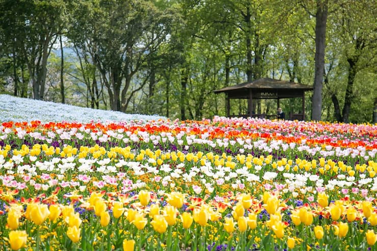 国営讃岐まんのう公園　提供：香川県観光協会