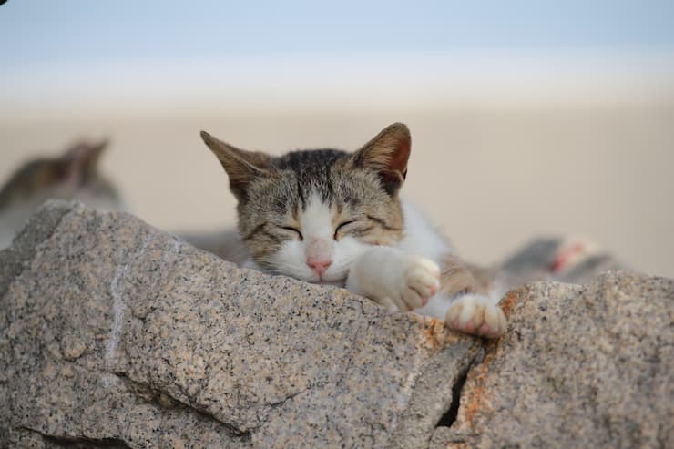 佐柳島の猫