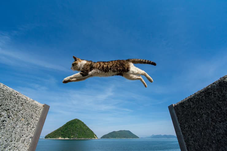 佐柳島の飛び猫