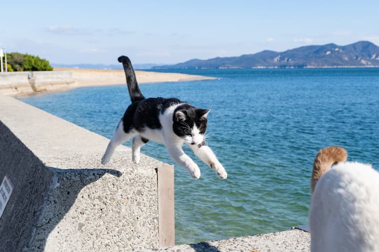 佐柳島の飛び猫