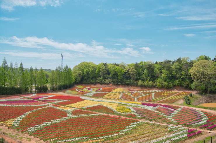 チューリップ花絵2023　提供：世羅高原農場