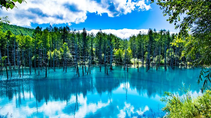 北海道　青い池