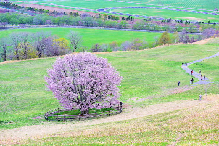 うらかわオバケ桜　提供：浦河町