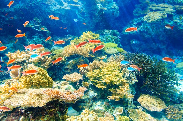 沖縄美ら海水族館_サンゴの海　水槽