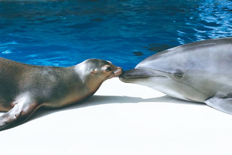 山口県_しものせき水族館　海響館_イルカとアシカ