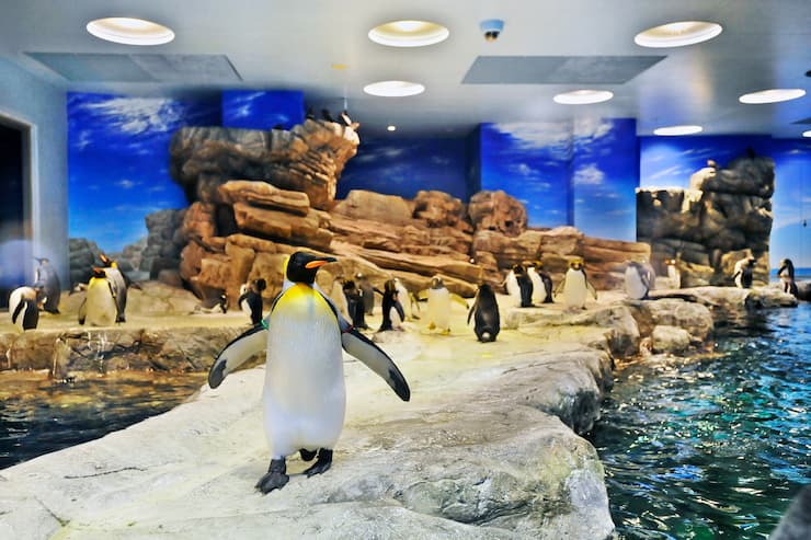 山口県_しものせき水族館　海響館_ペンギンの水槽