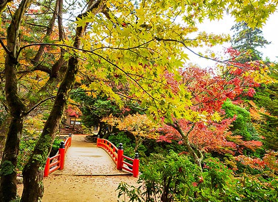 紅葉イメージ_宮島 紅葉谷公園