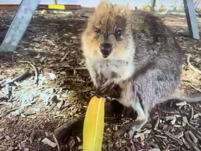 西オーストラリア 世界一幸せな動物 クオッカに出会うロットネスト島ライブツアー His オンラインツアー