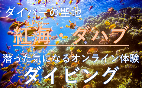 ダイバーの聖地 紅海で潜った気になるオンラインダイビング His オンラインツアー