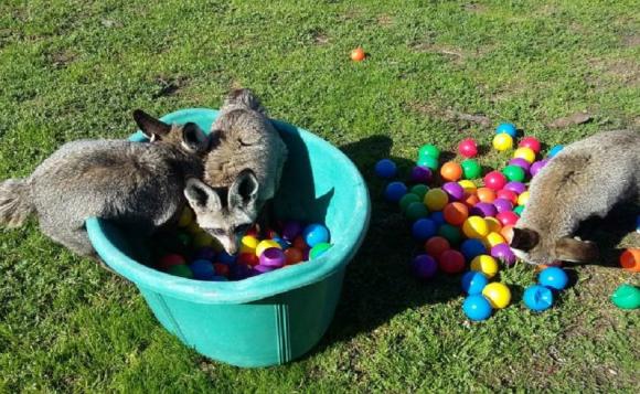 ライブ中継 南アフリカ発 チーターや絶滅危惧種の動物たちの生活を見学しよう His オンラインツアー