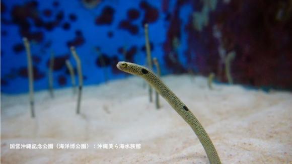 家族で楽しもう 沖縄美ら海水族館ライブツアー ジンベエザメと南の島の魚たちに会おう His オンラインツアー