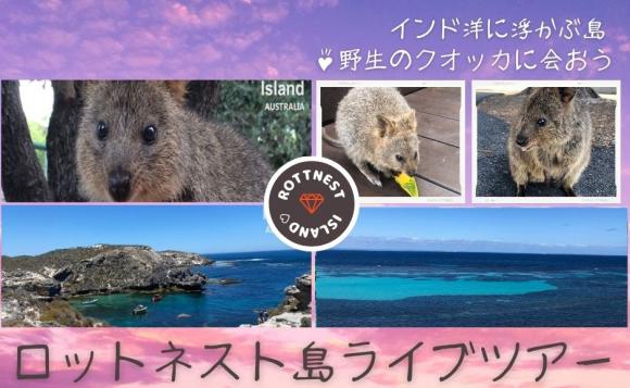 西オーストラリア 世界一幸せな動物 クオッカに出会うロットネスト島ライブツアー His オンラインツアー