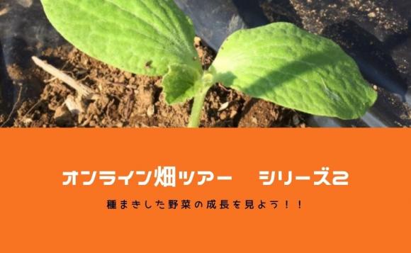 種まきした野菜の成長を見よう オンライン畑ツアー シリーズ２ His オンラインツアー