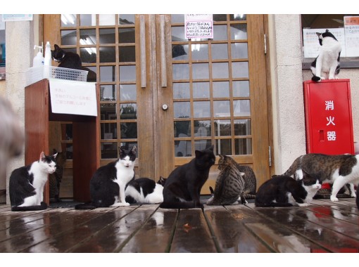 猫好きのための 猫好きによる 宮城 田代島 ぷらり旅 His オンラインツアー