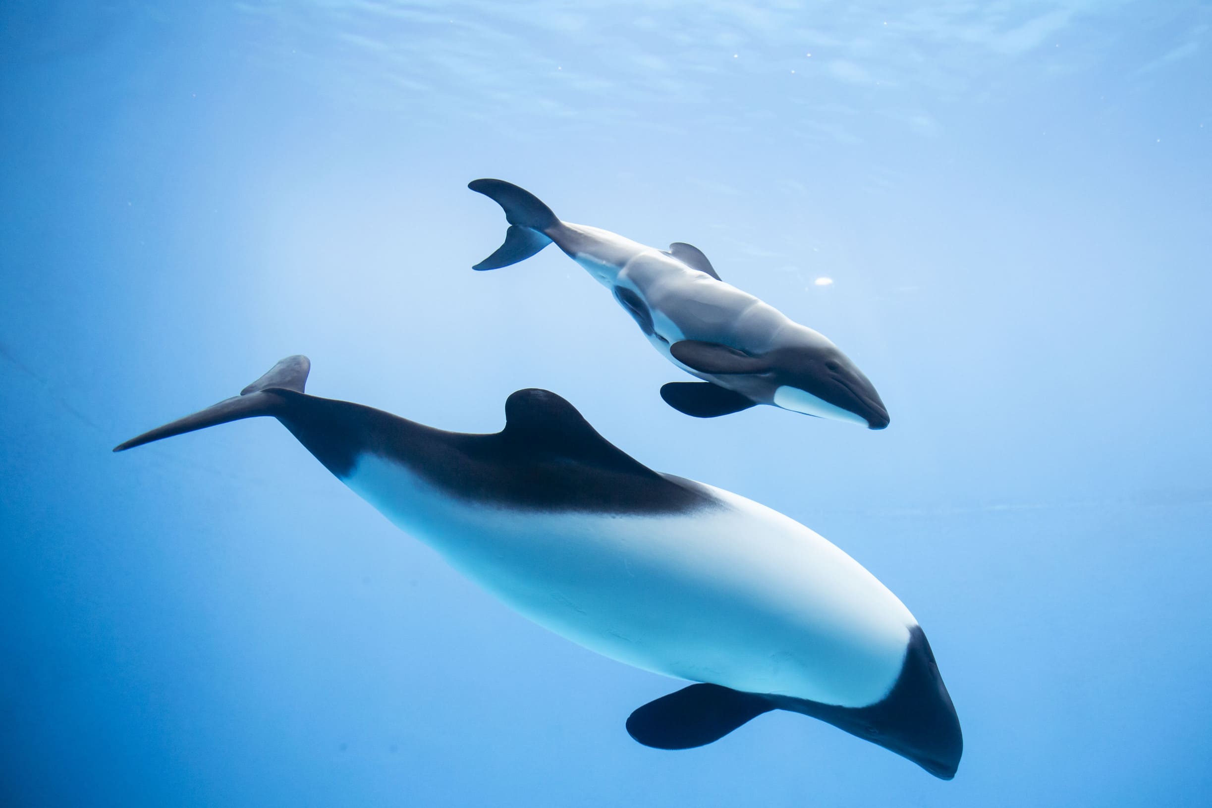 イルカ好き集まれ クイズあり 学びあり 飼育員に聞く 鳥羽水族館のイルカツアー His オンラインツアー