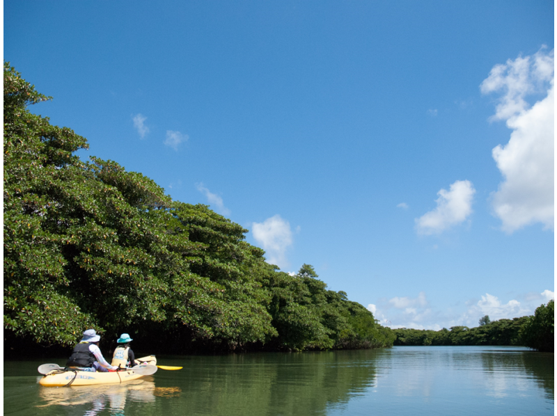 Web限定 石垣島発 宮良川マングローブカヌー体験 H I S Lealeaokinawa