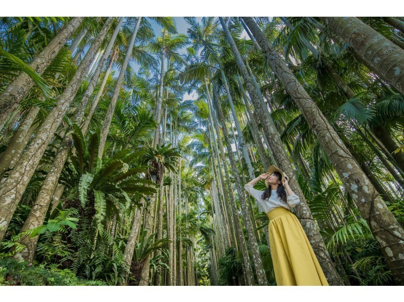 イルミネーション部門全国3位受賞 東南植物楽園イルミネーション入園券 ハイビスカスティー付 H I S Lealeaokinawa