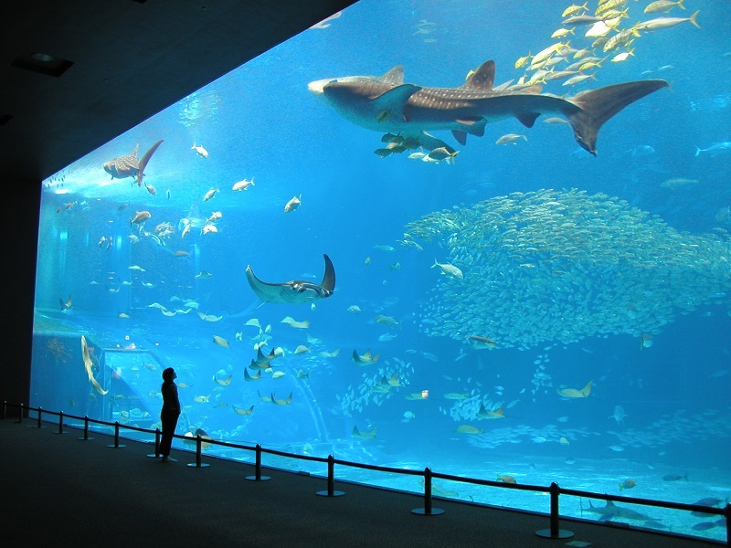 Web限定 那覇発 北谷発 日帰り観光バス 沖縄美ら海水族館と万座ビーチ海中展望船 古宇利島 美浜アメリカンビレッジコース Bコース H I S Lealeaokinawa