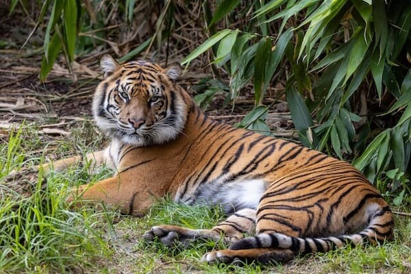 インドネシアの動物が見たい！