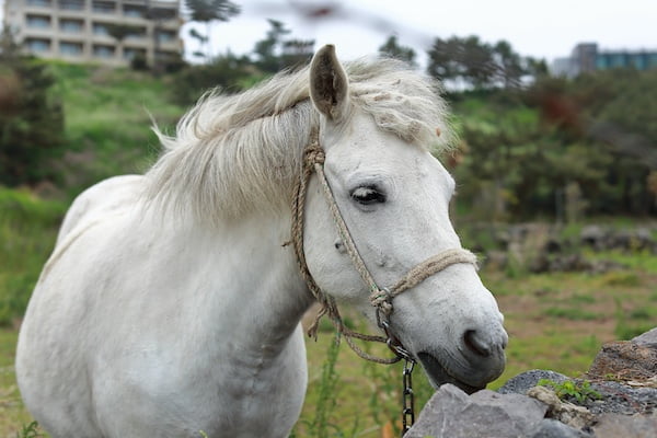 乗馬が楽しめる