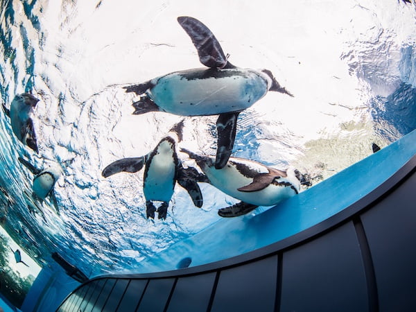 ケアンズ水族館