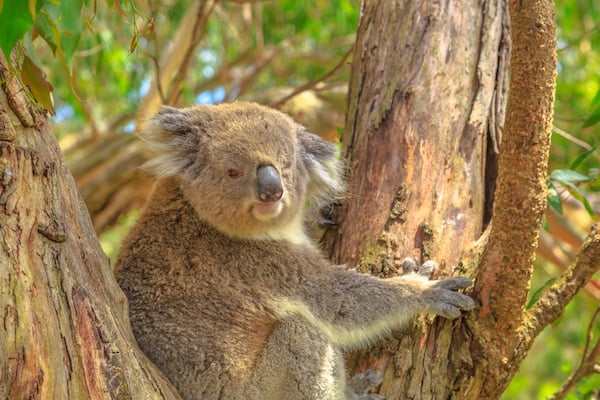 動物園でコアラに会いたい