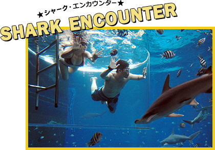 SHARK ENCOUNTER