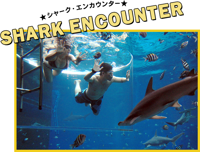 SHARK ENCOUNTER