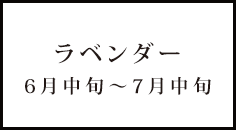 ラベンダー 6月中旬～7月中旬