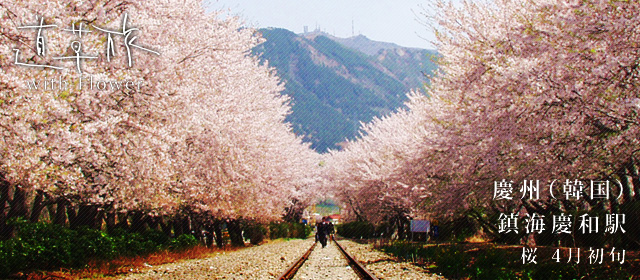 韓国 慶州 桜 4月初旬