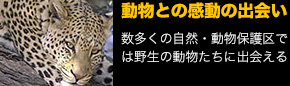 動物との感動の出会